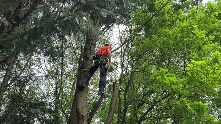 Best Utility Line Clearance  in Winnsboro, LA