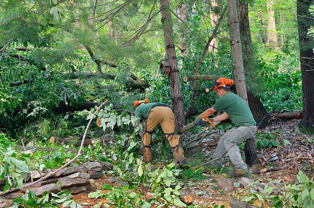 Best Commercial Tree Services  in Winnsboro, LA