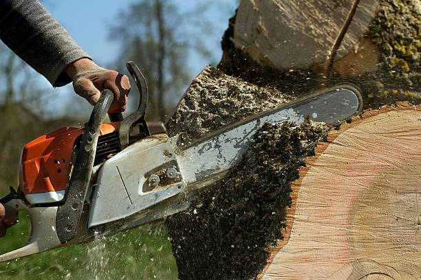 Best Tree Trimming and Pruning  in Winnsboro, LA